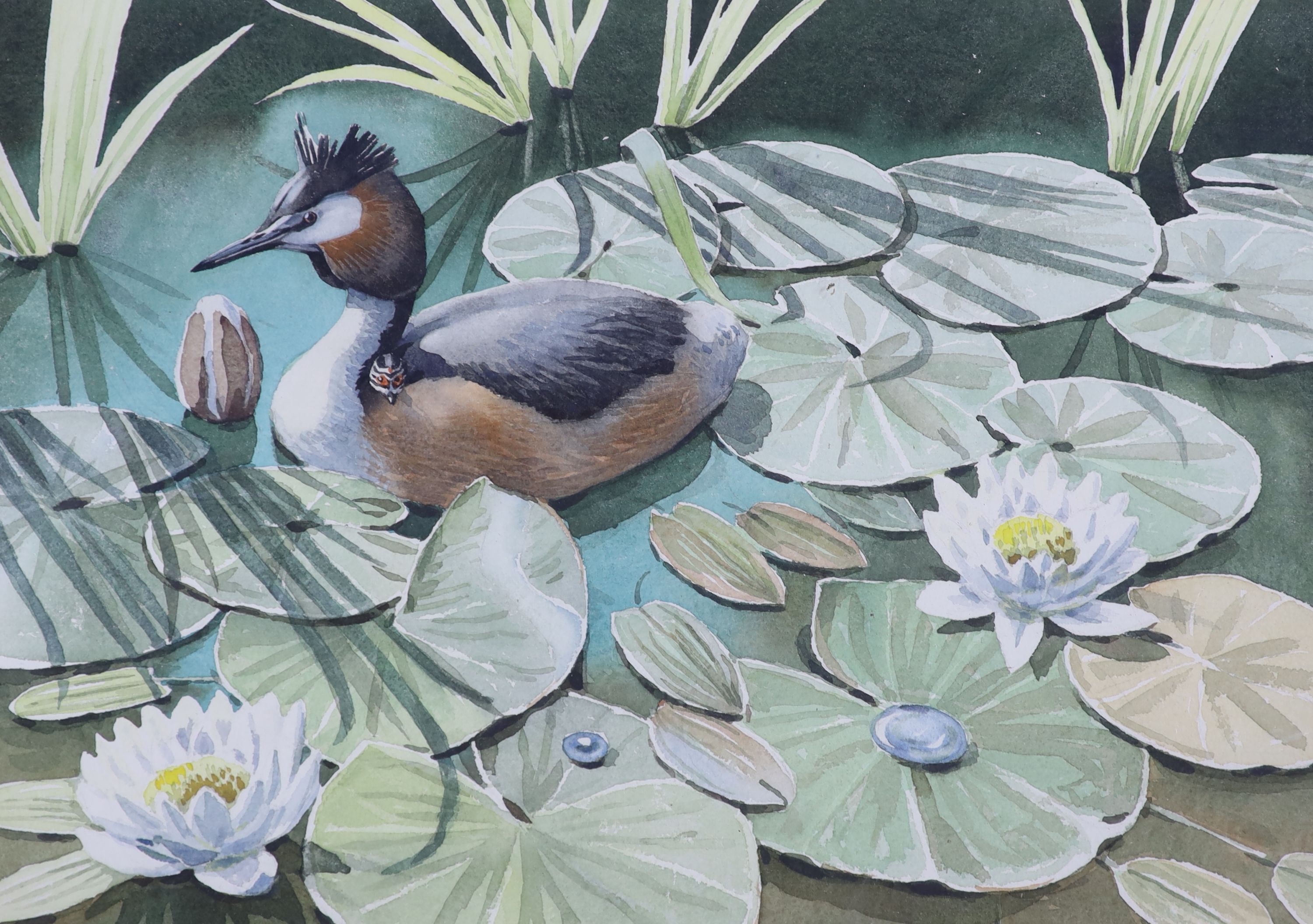 Noel William Cusa (1909-1990), watercolour, Grebe Parenthood, signed, 34 x 48cm.